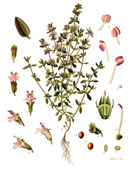 Thymus vulgaris Thymus10