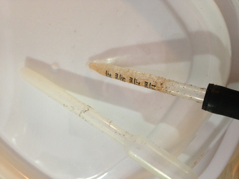 Low Tech Brine Shrimp Hatching Pipett10