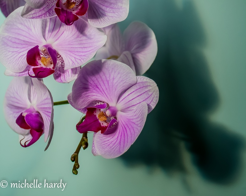 Le temps des orchides Canon_12
