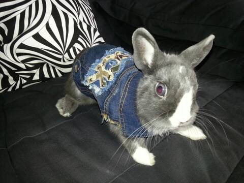 Habit pour lapin hotsell