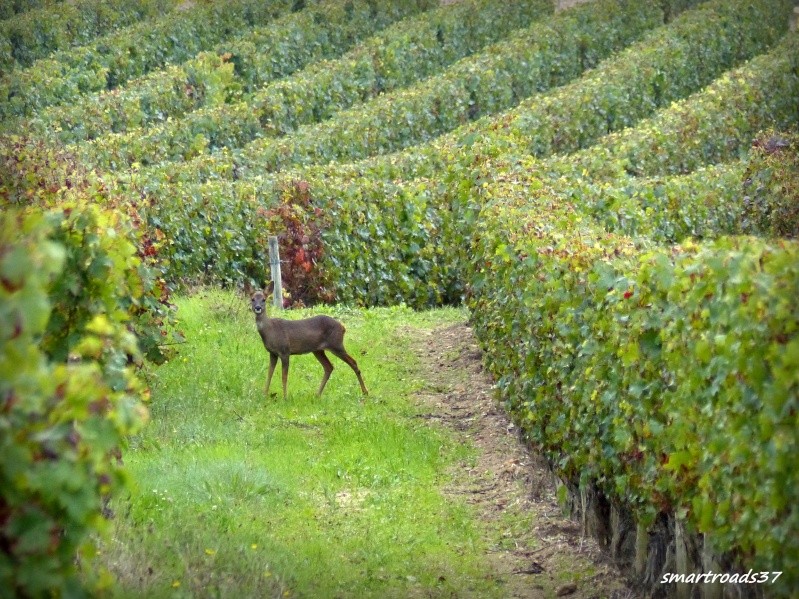 Chat biche dans les vignes... P1000419