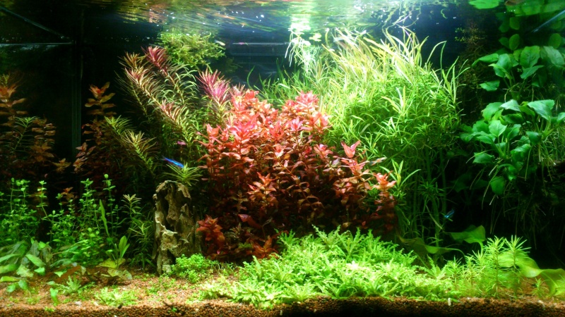 aquarium 54litres planté - Page 3 01210