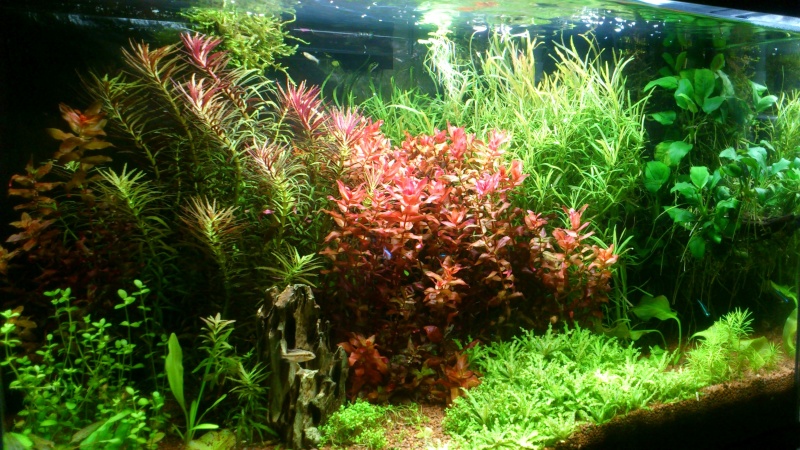 aquarium 54litres planté - Page 3 01510