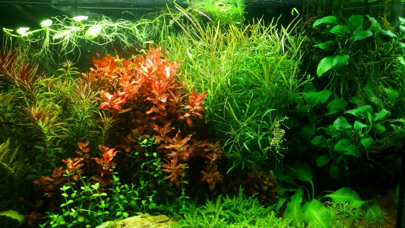 aquarium 54litres planté - Page 3 02613