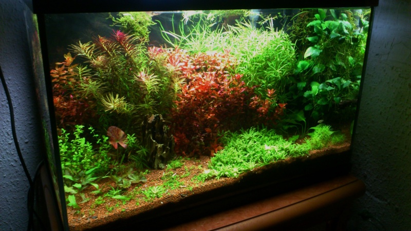 aquarium 54litres planté - Page 3 03410