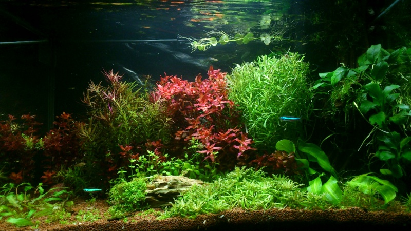 aquarium 54litres planté - Page 3 04612