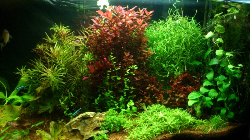 aquarium 54litres planté - Page 2 04710