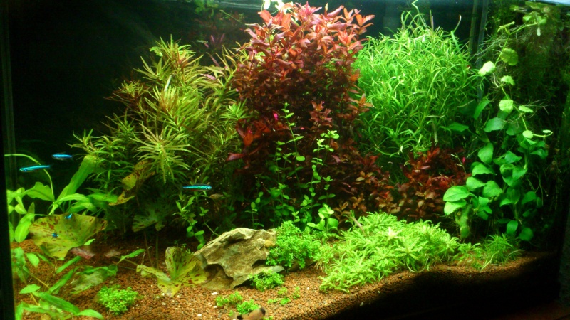 aquarium 54litres planté - Page 2 04910