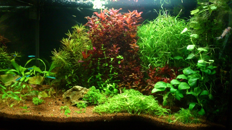 aquarium 54litres planté - Page 2 05510