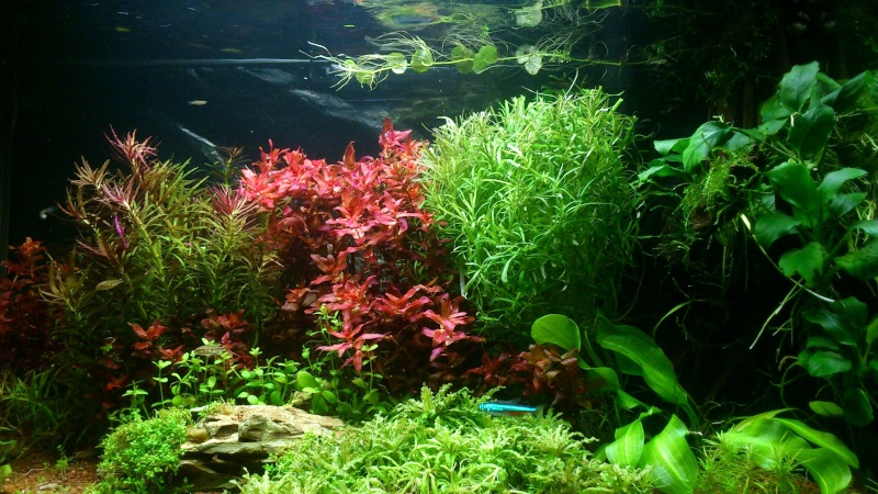 aquarium 54litres planté - Page 3 06410