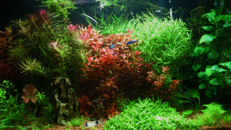 aquarium 54litres planté - Page 3 06610