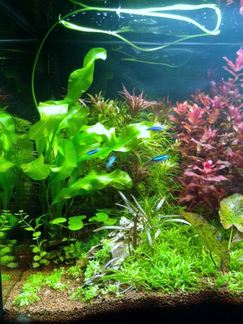 aquarium 54litres planté 09611