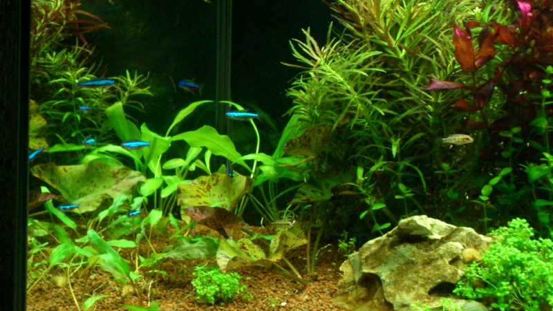 aquarium 54litres planté - Page 2 13110