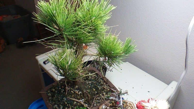 Is my Japanese Black Pine Diseased? Win_2012