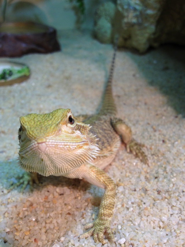 Mon pogona : Jäger <3 Img_1712