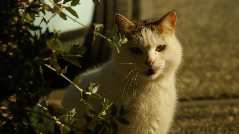 les chats de svetlana Dsc09611