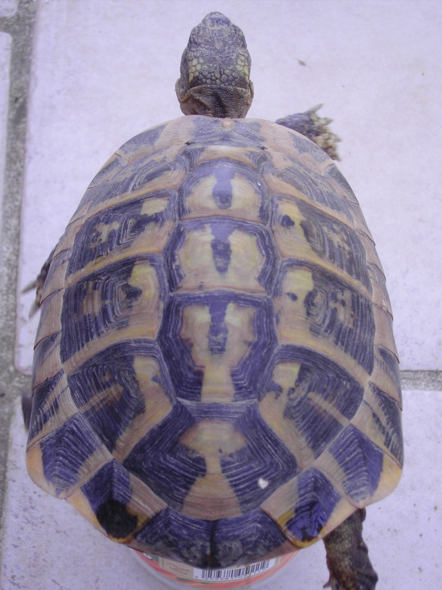 identification Tortue15