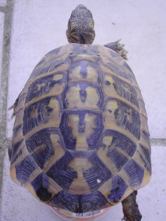 identification  Tortue15