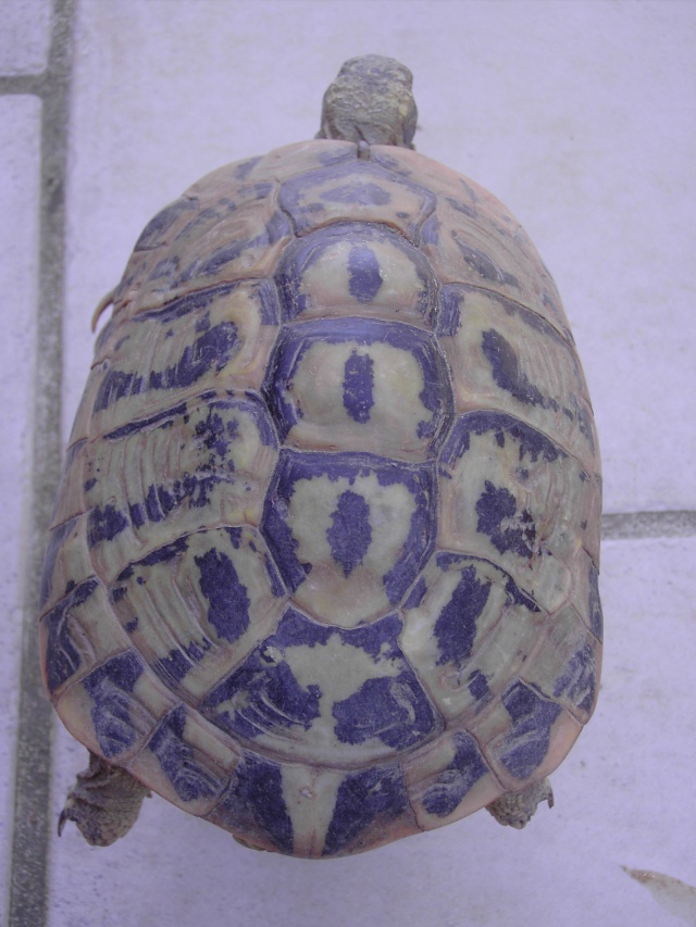 identification  Tortue16