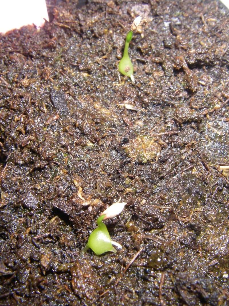 Hydnophytum formicarum et Bowiea volubilis (semis) - Page 4 Imgp0381