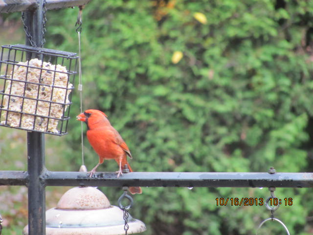 cardinal aux mangeoire Img_2718