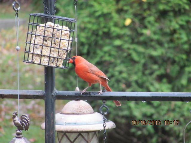 cardinal aux mangeoire Img_2810