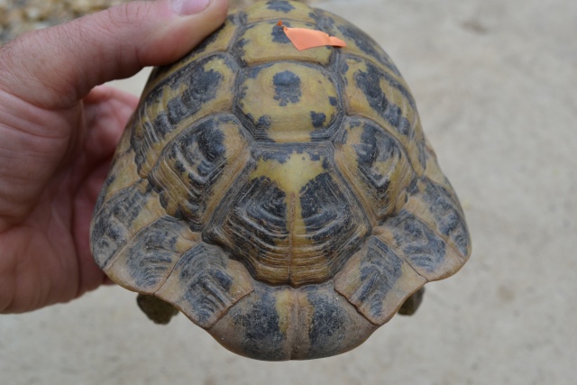 identification de tortue Dsc_0028