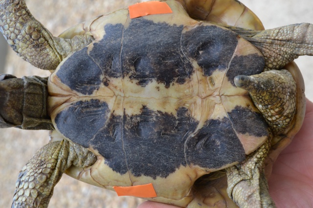 identification de tortue Dsc_0029