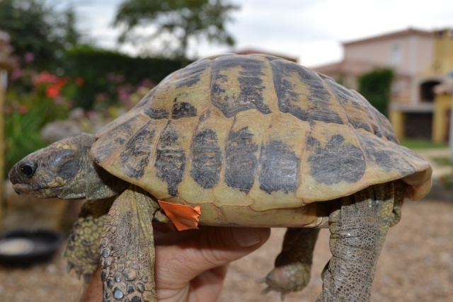 identification de tortue Dsc_0031