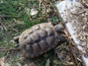 Voici mes tortues ... Img_0811