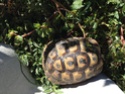 Voici mes tortues ... Img_0812