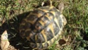 Voici mes tortues ... Img_0813