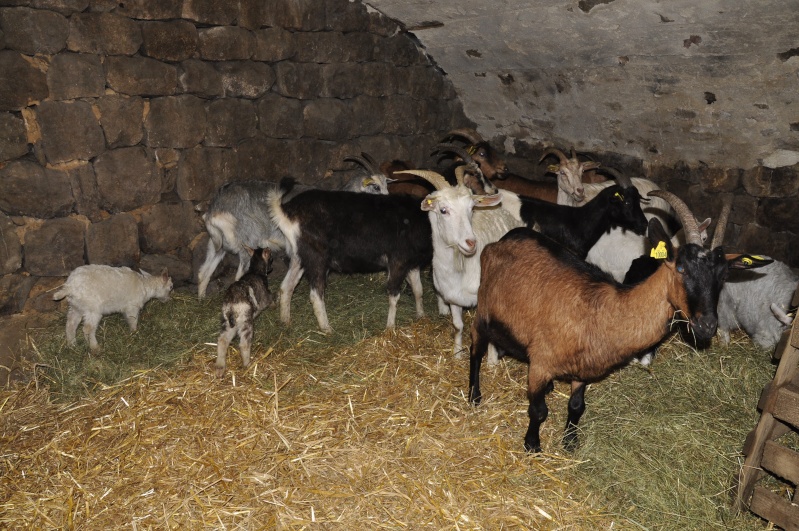 Avis de recherche (9-10 chèvres) secteur Thueyts _dsc0110