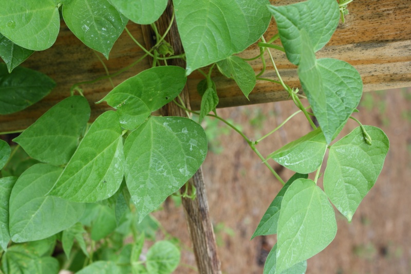 Update on What's wrong with my plants??? Img_1816