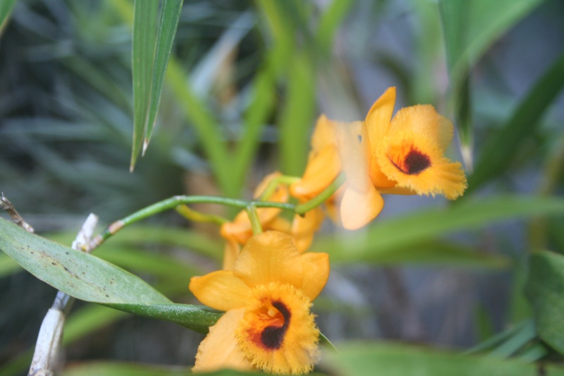 Dendrobium fimbriatum var. oculatum Img_0012