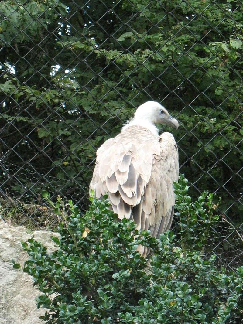 Photos animalières 29811