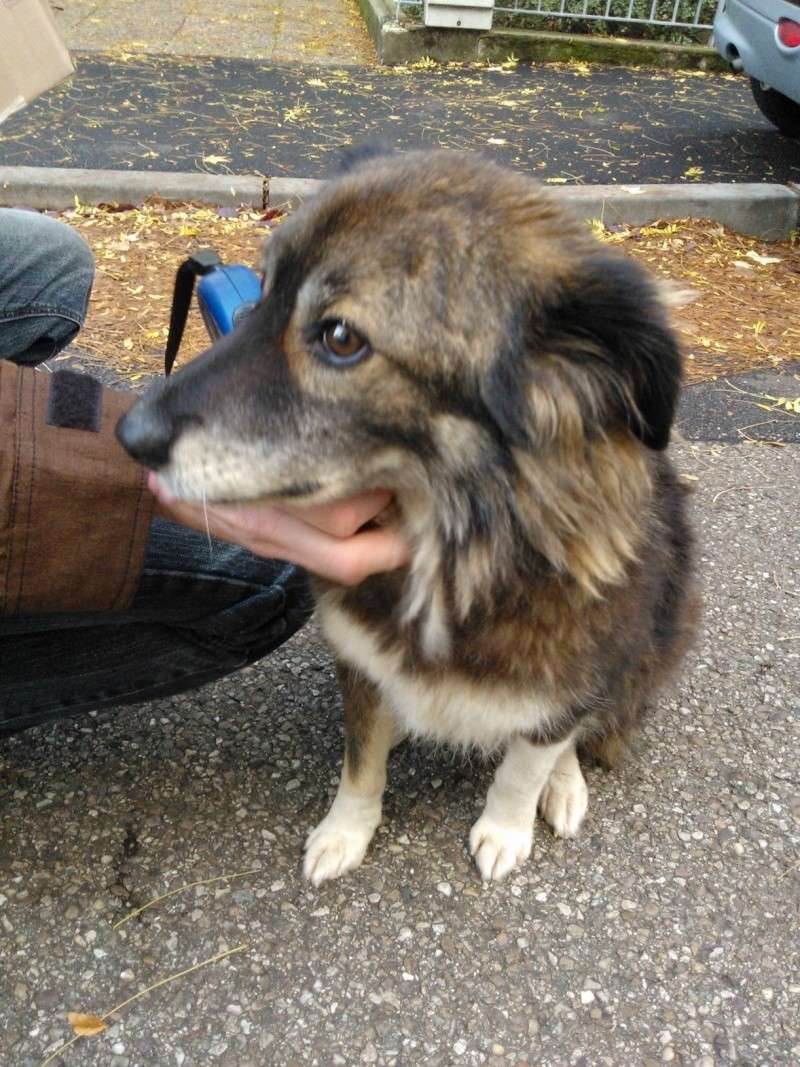 [Trouvé]Chienne type berger à METZ -Puce étrangère Wp_00110