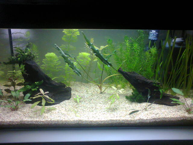 54l pour mon betta Photo010