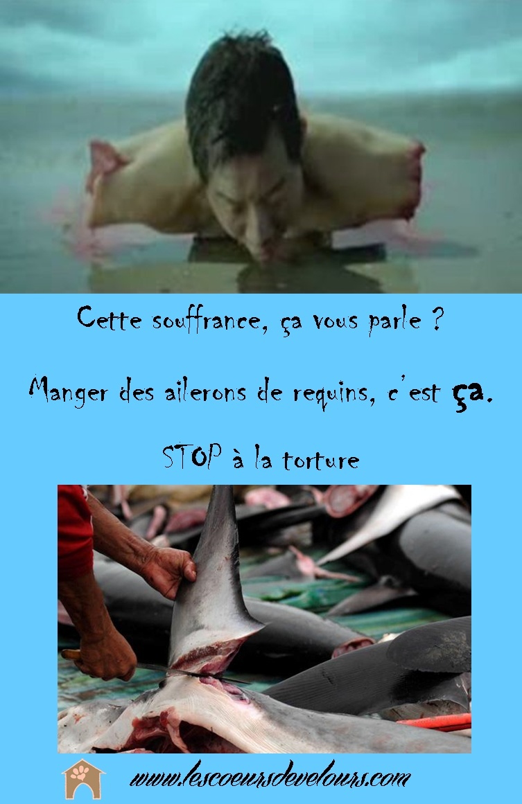 Affiche ailerons de requins Les Coeurs de Velours Ailero11