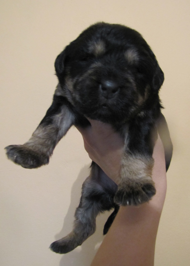 DECEMBRE : Angun, chiot type labrador, 8 semaines Angun_10