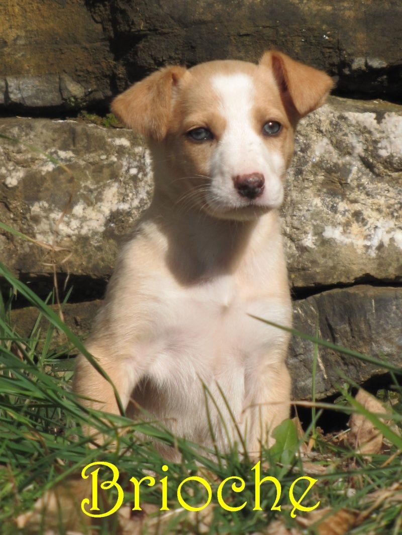 FEVRIER : Brioche, croisée terrier femelle de 2 mois Brioch10