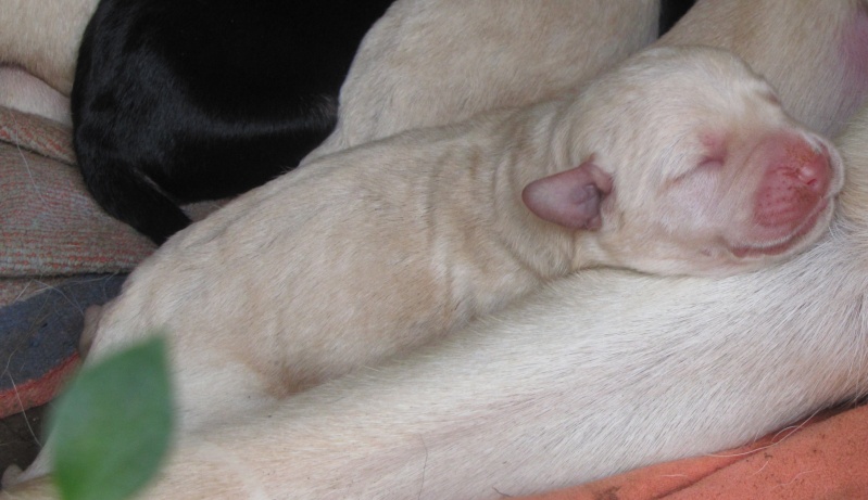 DECEMBRE : Galak, chiot type labrador, 8 semaines Chiot_10