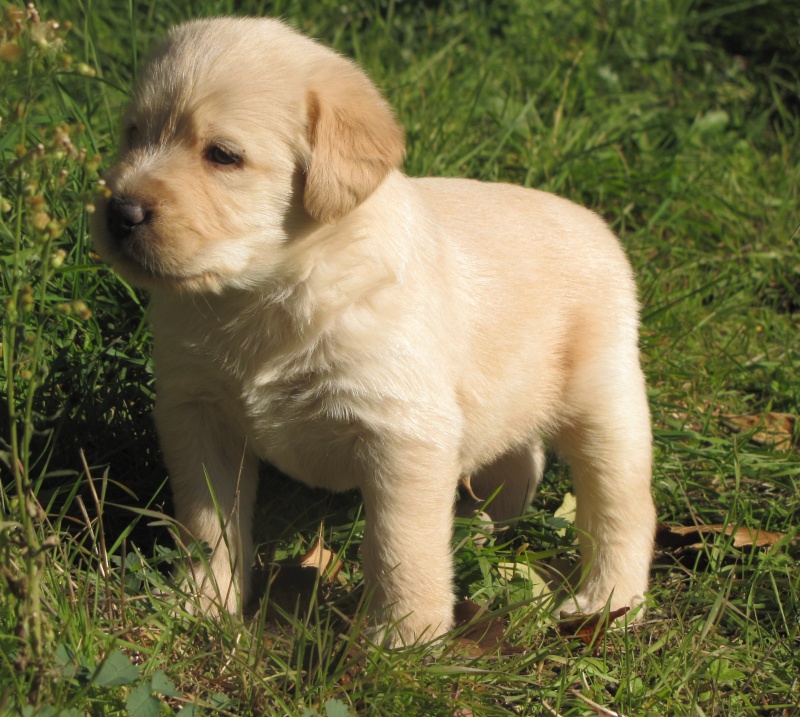 DECEMBRE : Galak, chiot type labrador, 8 semaines Galak_12