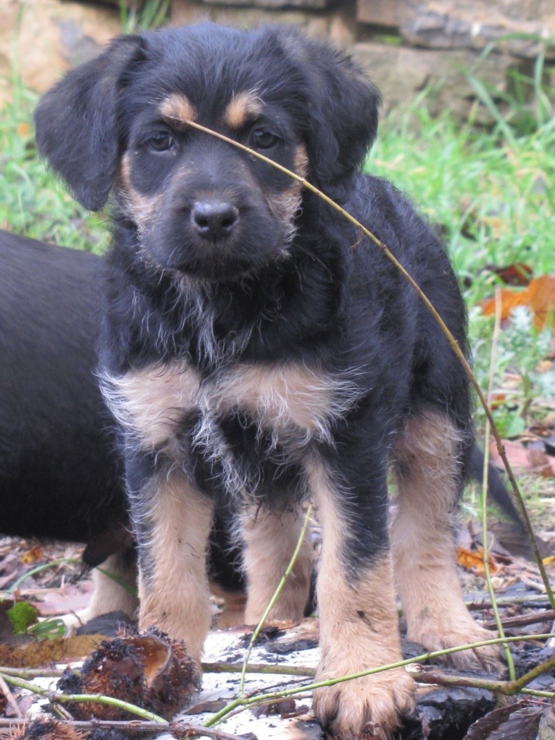 DECEMBRE : Angun, chiot type labrador, 8 semaines Img_5612