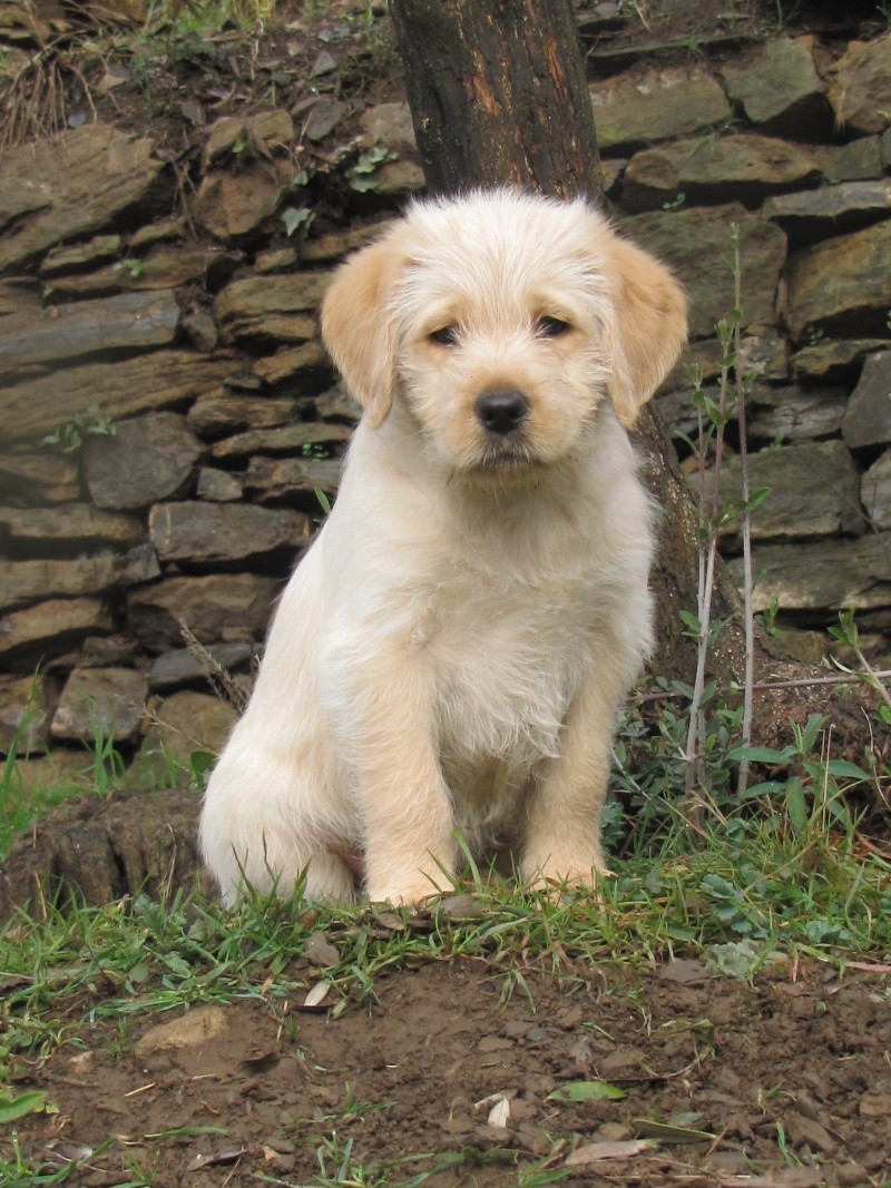 DECEMBRE : Galak, chiot type labrador, 8 semaines Img_5613