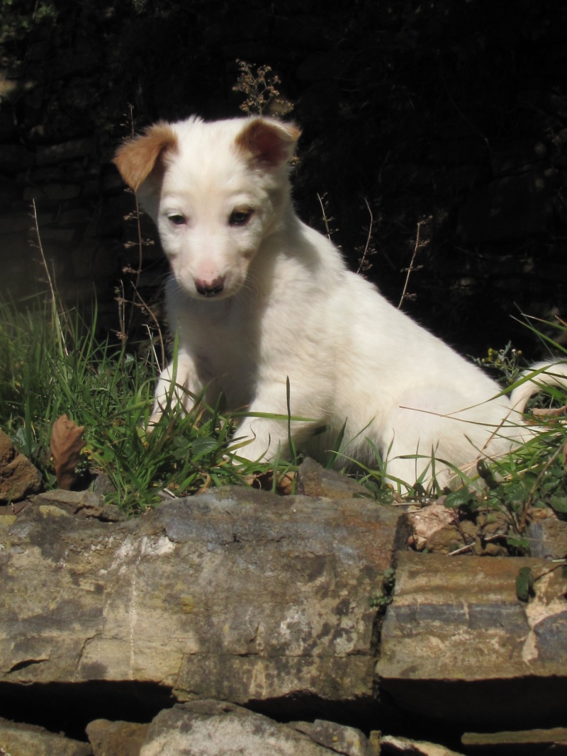 FEVRIER : Chantilly, croisée terrier femelle, 2 mois Img_6315