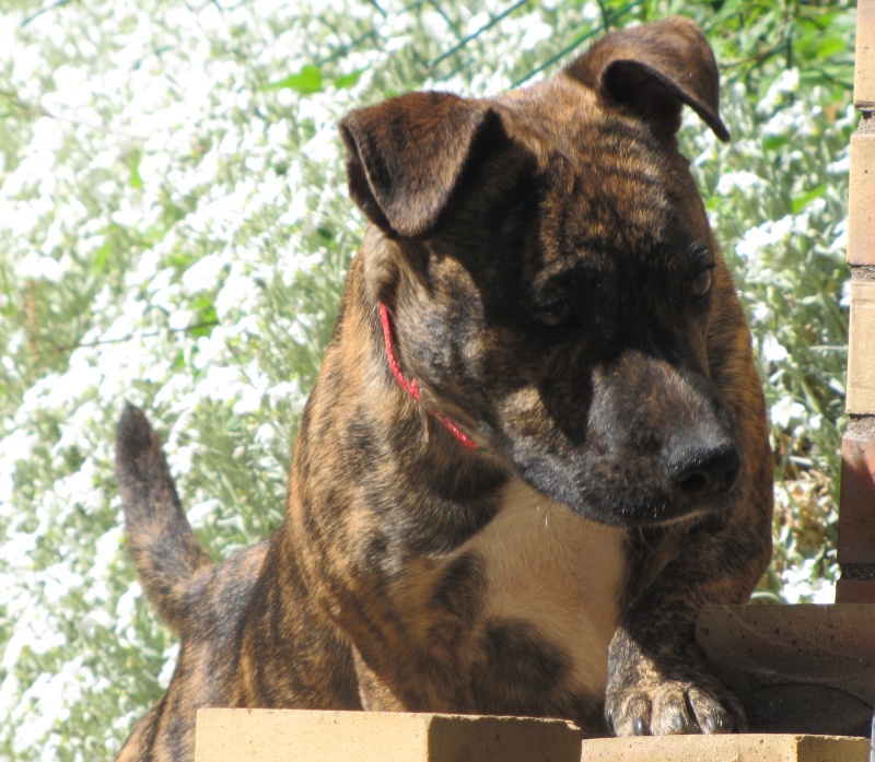 MAI : Malko, type Staffordshire Bull Terrier mâle, 6 mois Img_7815