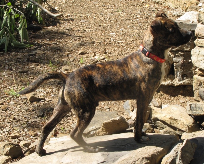 MAI : Malko, type Staffordshire Bull Terrier mâle, 6 mois Img_7910