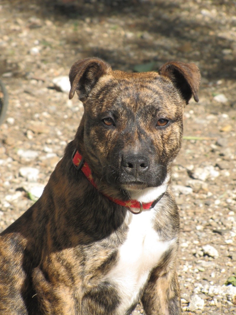 MAI : Malko, type Staffordshire Bull Terrier mâle, 6 mois Img_7911