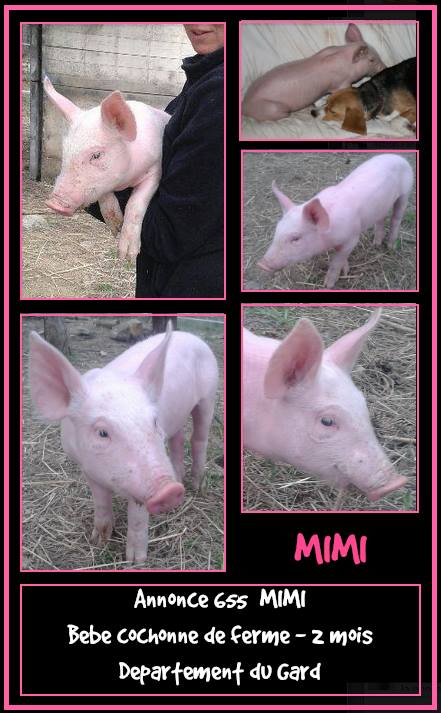 Mimi, adorable petit cochone de ferme, 2 mois Mimi11